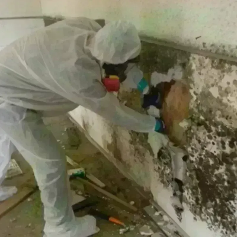 Mold Remediation and Removal in Spotsylvania County, VA